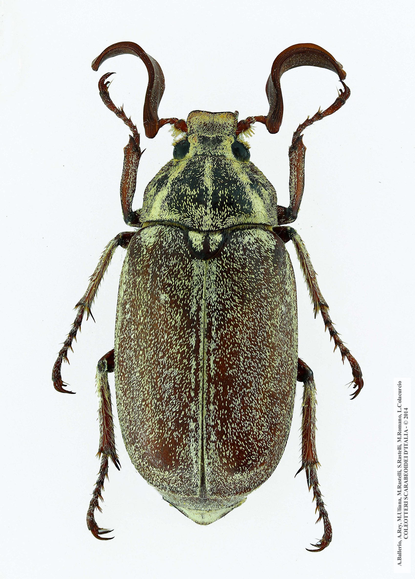 Polyphylla ragusae ragusae, maschio